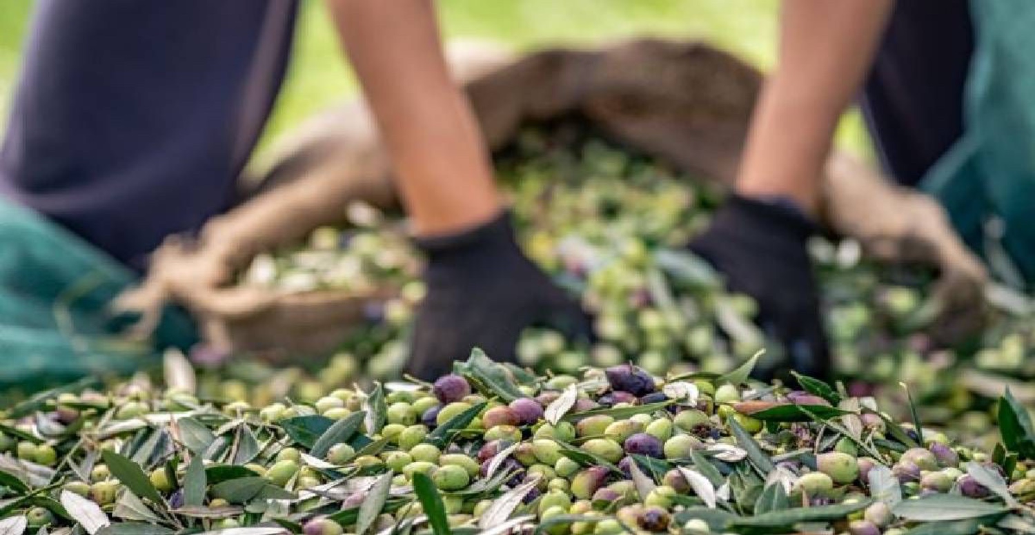 zeytinyağ fiyatları