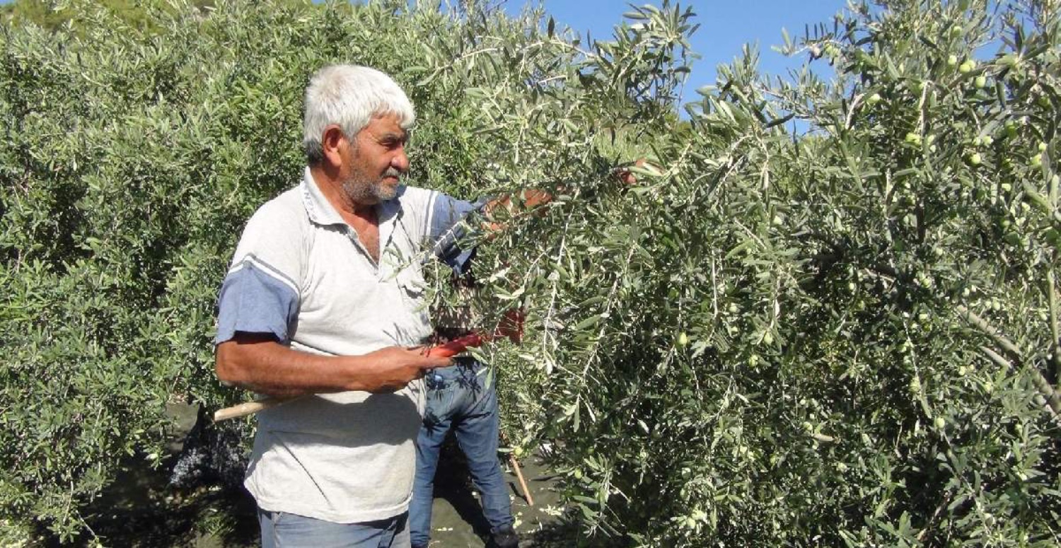 zeytinyağ fiyatları