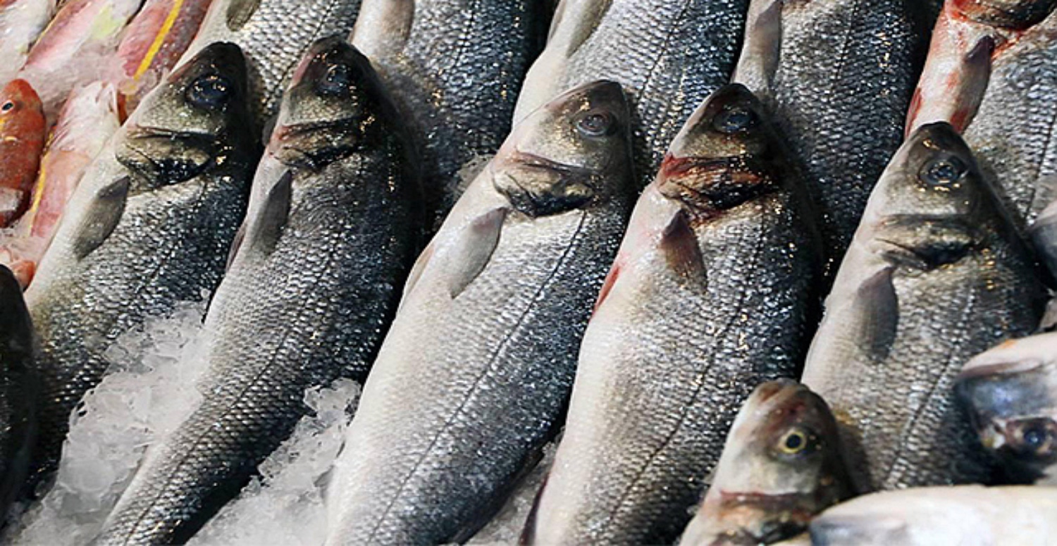 14 ARALIK 2023 ANKARA HAL BALIK FİYATLARI