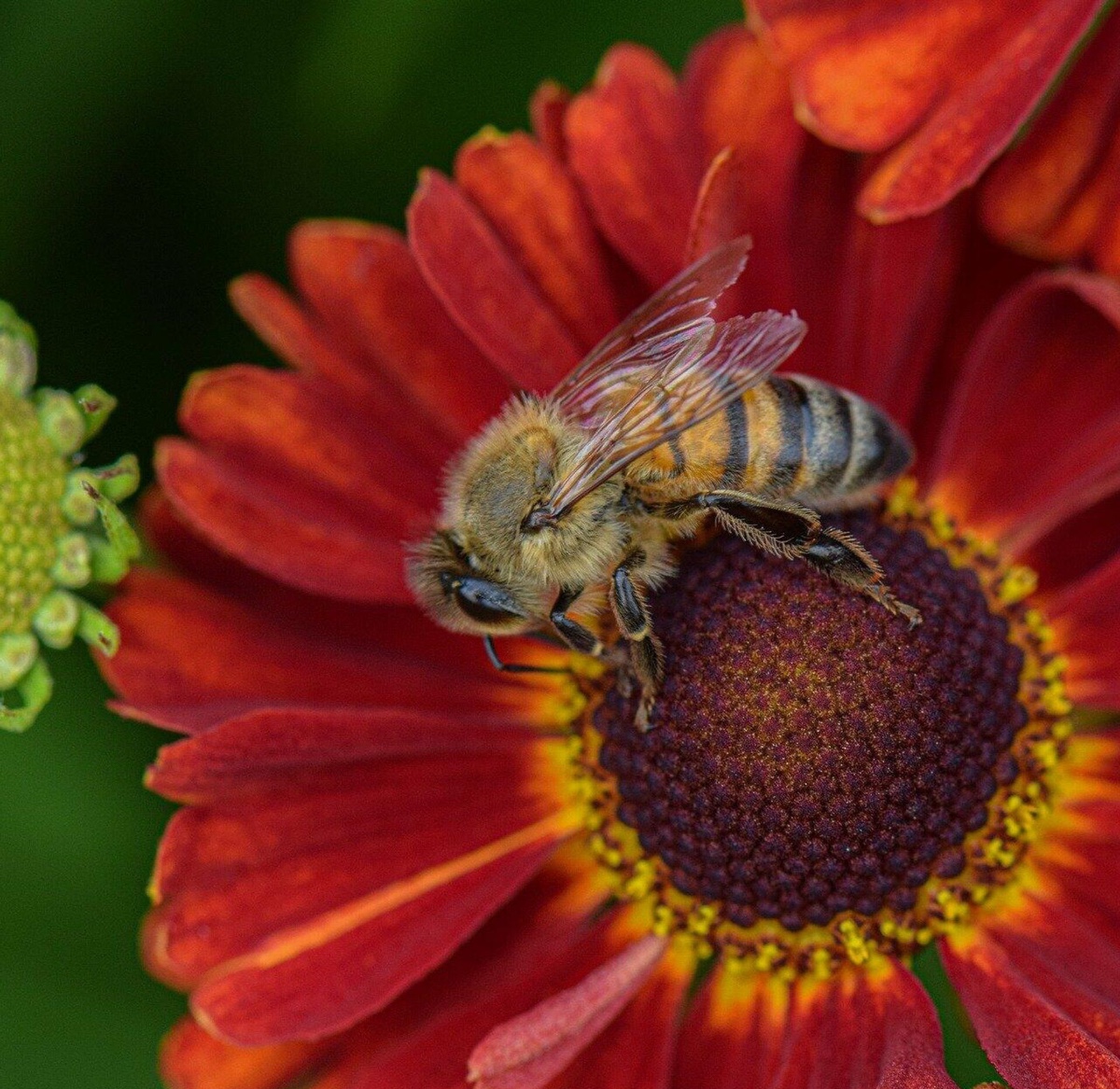BAL İHRACATINDA %72 DEĞER ARTIŞINA GEÇİLDİ