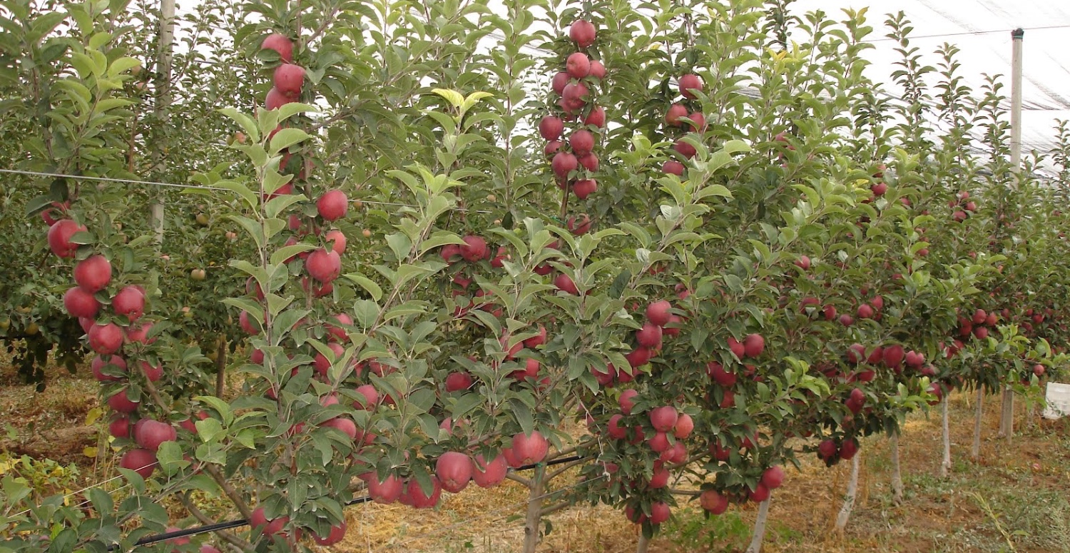 BODUR ELMA ÜRETİMİ