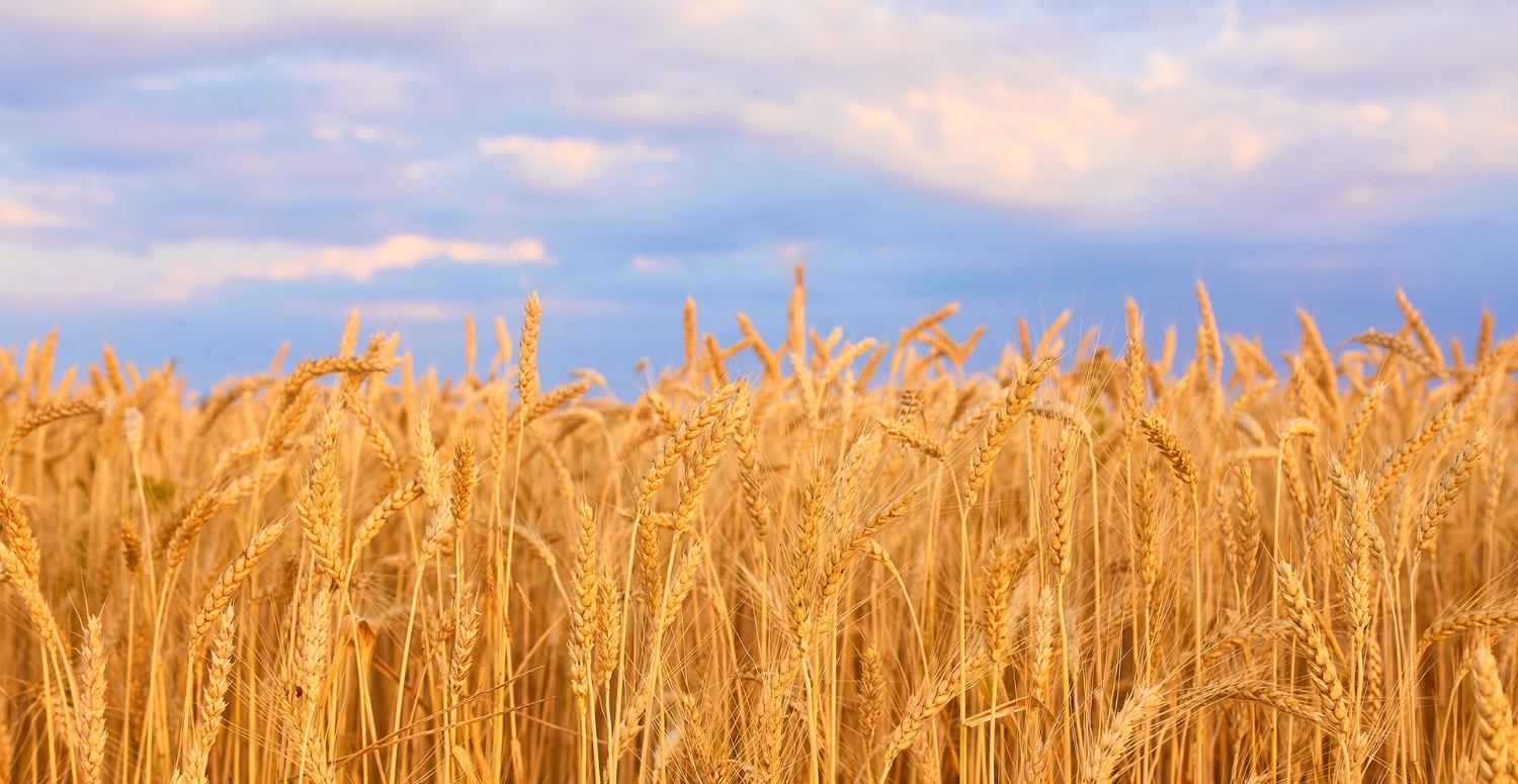 BUĞDAY EKMEKLİK VE ARPA FİYATLARI