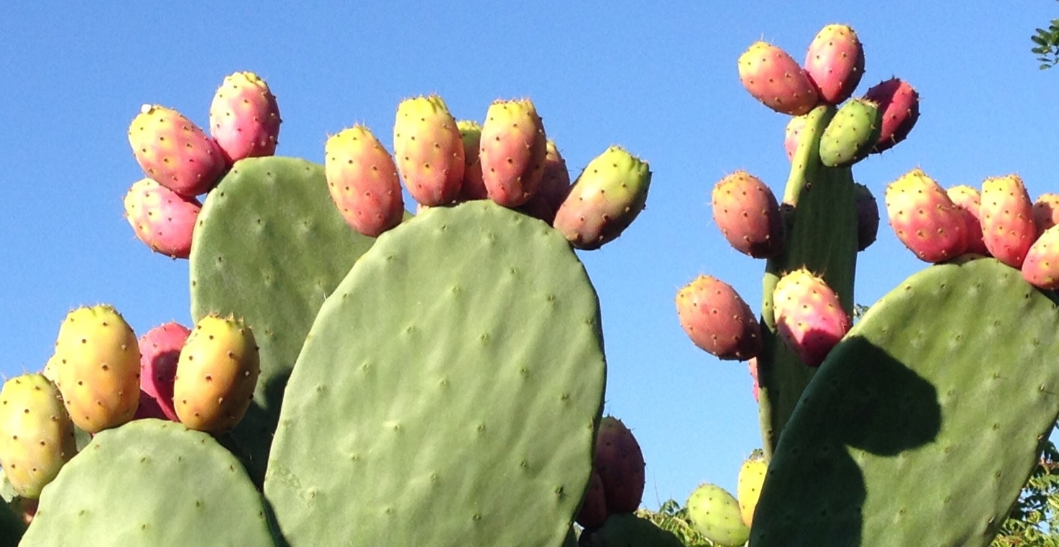 dikenli incir fiyatı