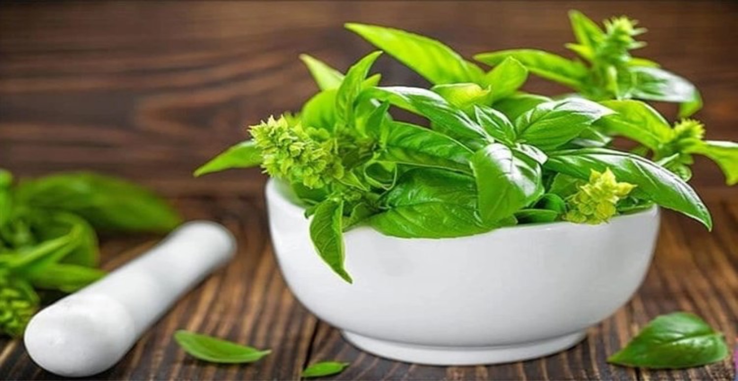 FESLEĞEN FİYATLARI