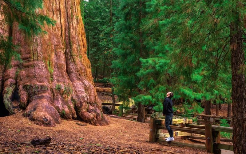 Dünya'nın En Büyük Ağacı Nedir?
