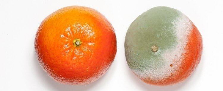 Küflü Gıdalar Nasıl Anlaşılır? Hangileri Tüketilebilir? Önlenmesi İçin Ne Yapılabilir?