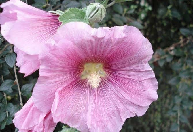 Hatmi Çiçeği Çayının Mucizevi Faydaları Nelerdir?