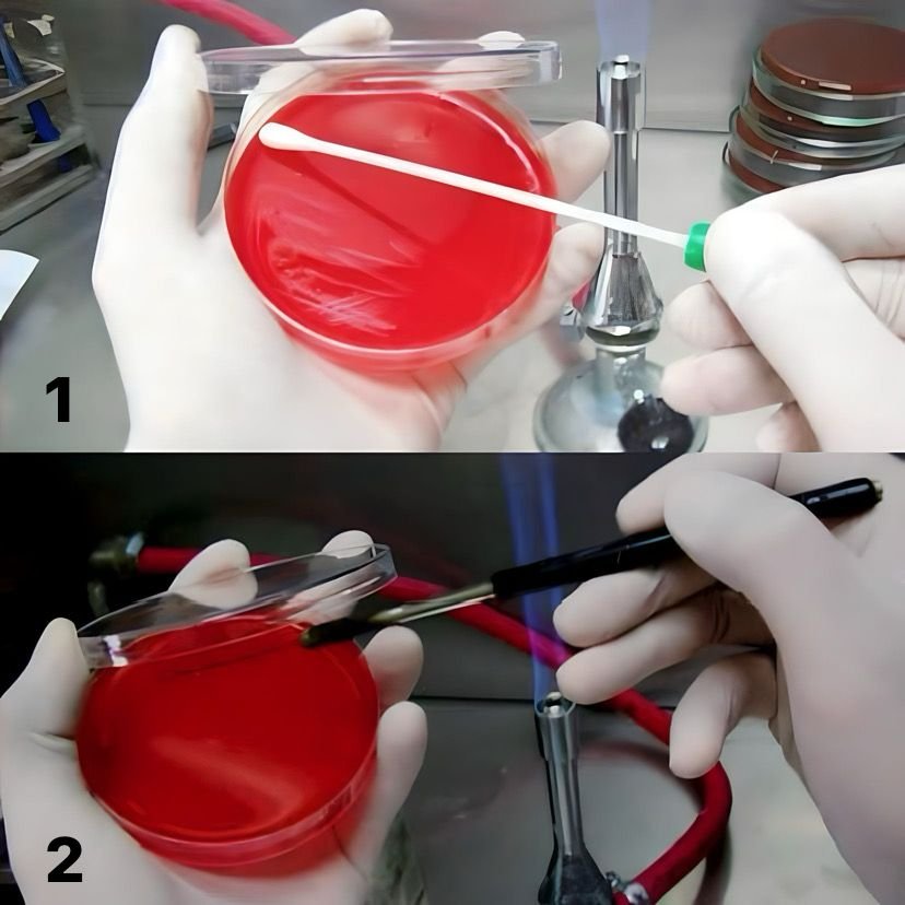 Mikroskopta Bakteri Macerası: Kendi Örneklerinizi Nasıl Hazırlar ve İncelersiniz?