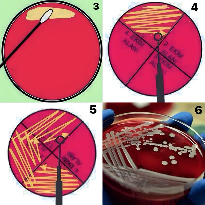 Mikroskopta Bakteri Macerası: Kendi Örneklerinizi Nasıl Hazırlar ve İncelersiniz?