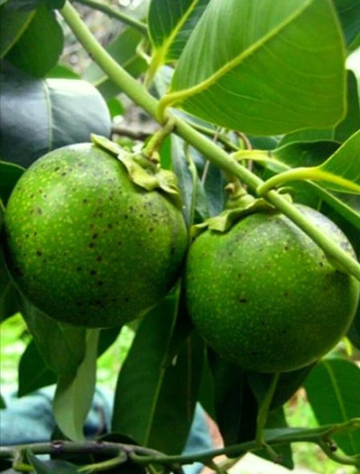 Alanya’nın Tropik Sepetindeki Yeni Lezzet: Çikolata Meyvesi