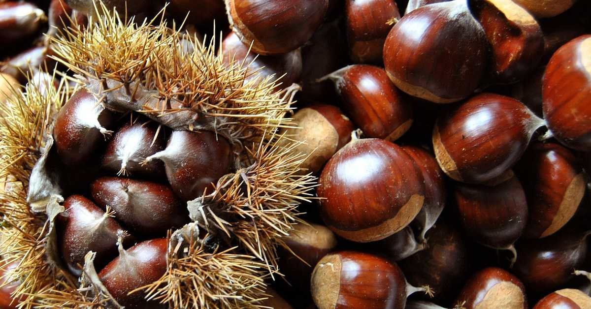 Kestane Fiyatları Neden Yüksek? Kestane Ağaçları Hastalık ve Kuraklıkla Savaşıyor