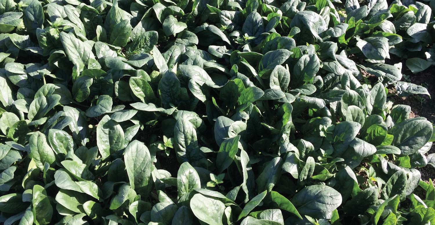 ISPANAK EN UYGUN 20 TL’DEN TEZGAHTA YERİNİ ALIYOR