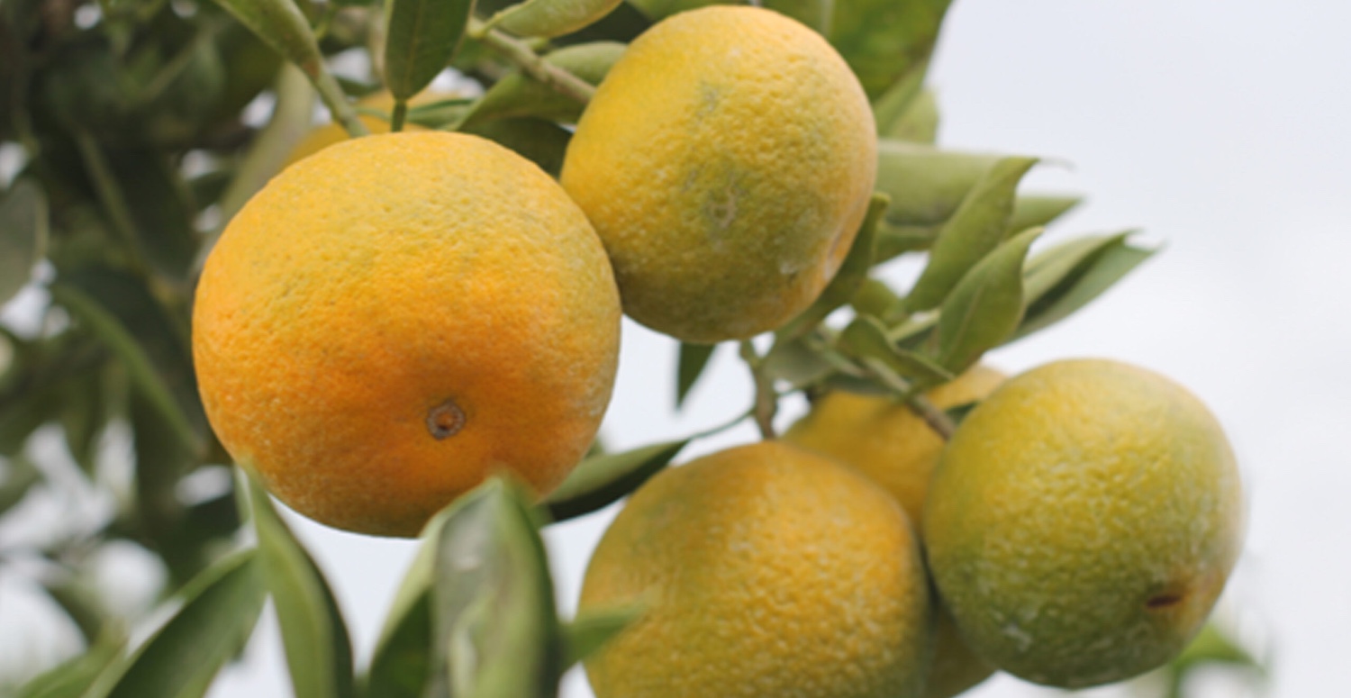 mandalina fiyatları güncel