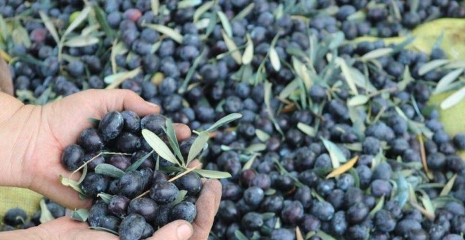 MARMARABİRLİK 2023 - 2024 İÇİN ALIM FİYATLARI