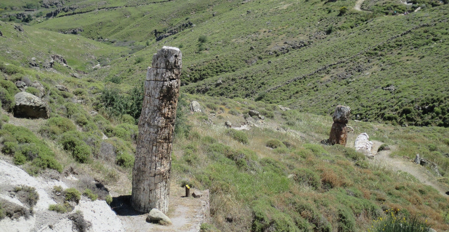 MİDİLLİ TAŞLAŞMIŞ ORMAN