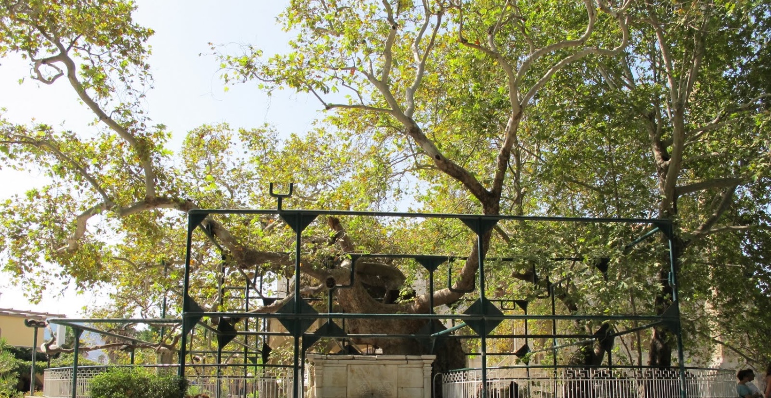 PLATANOS OF HİPPOCRATES