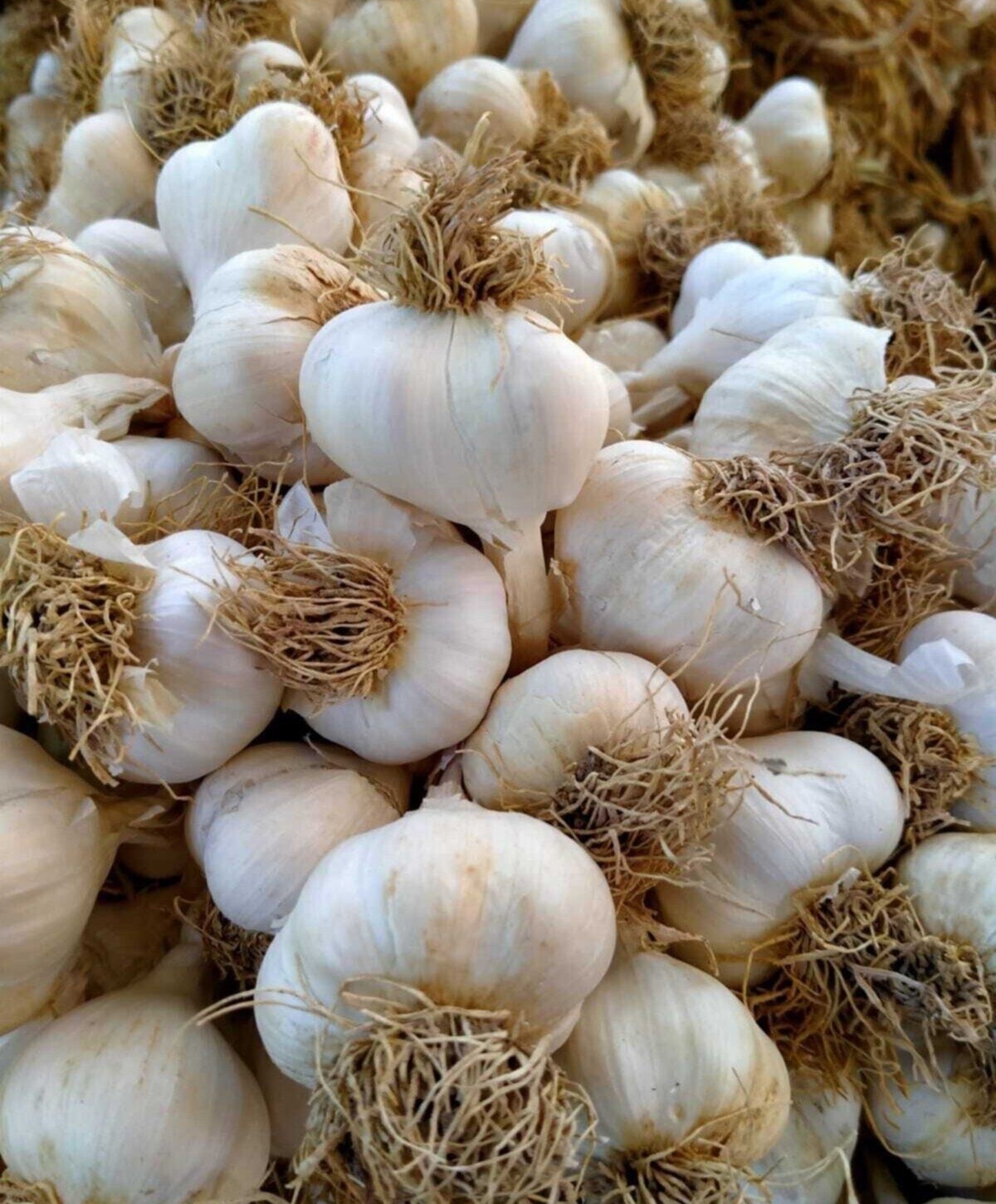 SARIMSAK PAZARLARDA 100 TL’DEN SATIŞTA