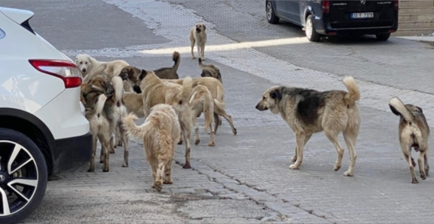 sokak köpekleri