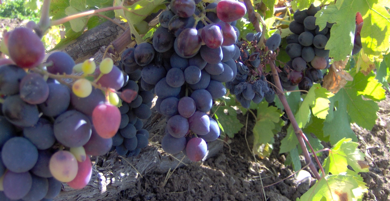 üzüm yetiştiriciliği