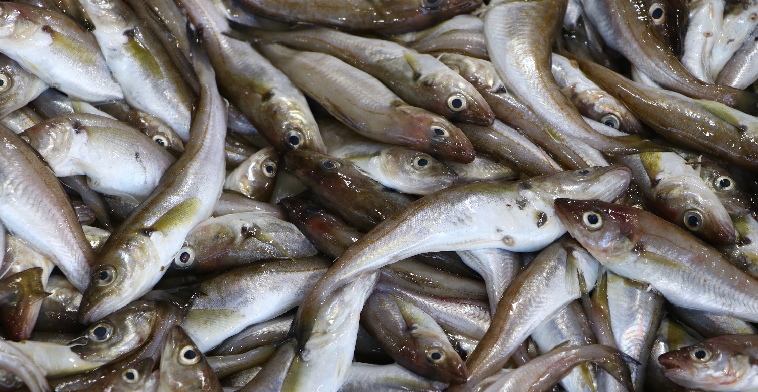 2 OCAK 2024 BALIK FİYATLARI