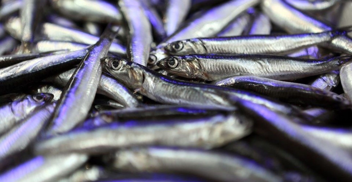 2 OCAK 2024 BALIK FİYATLARI