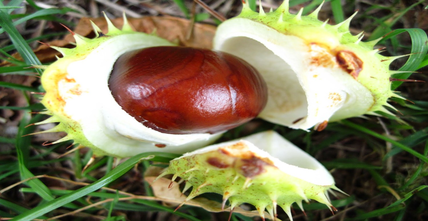 at kestanesi görüntüsü