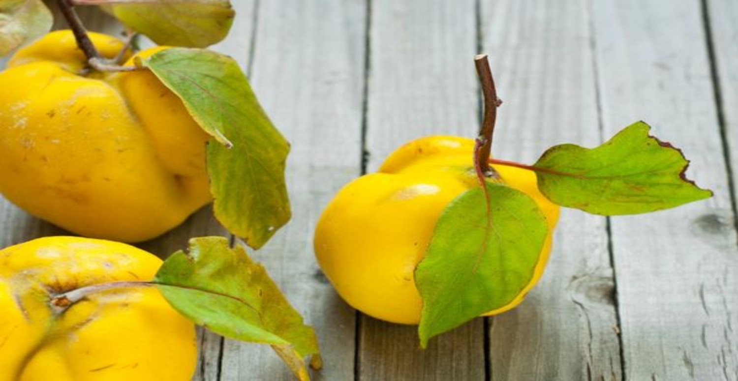 ayva ile zayıflamak