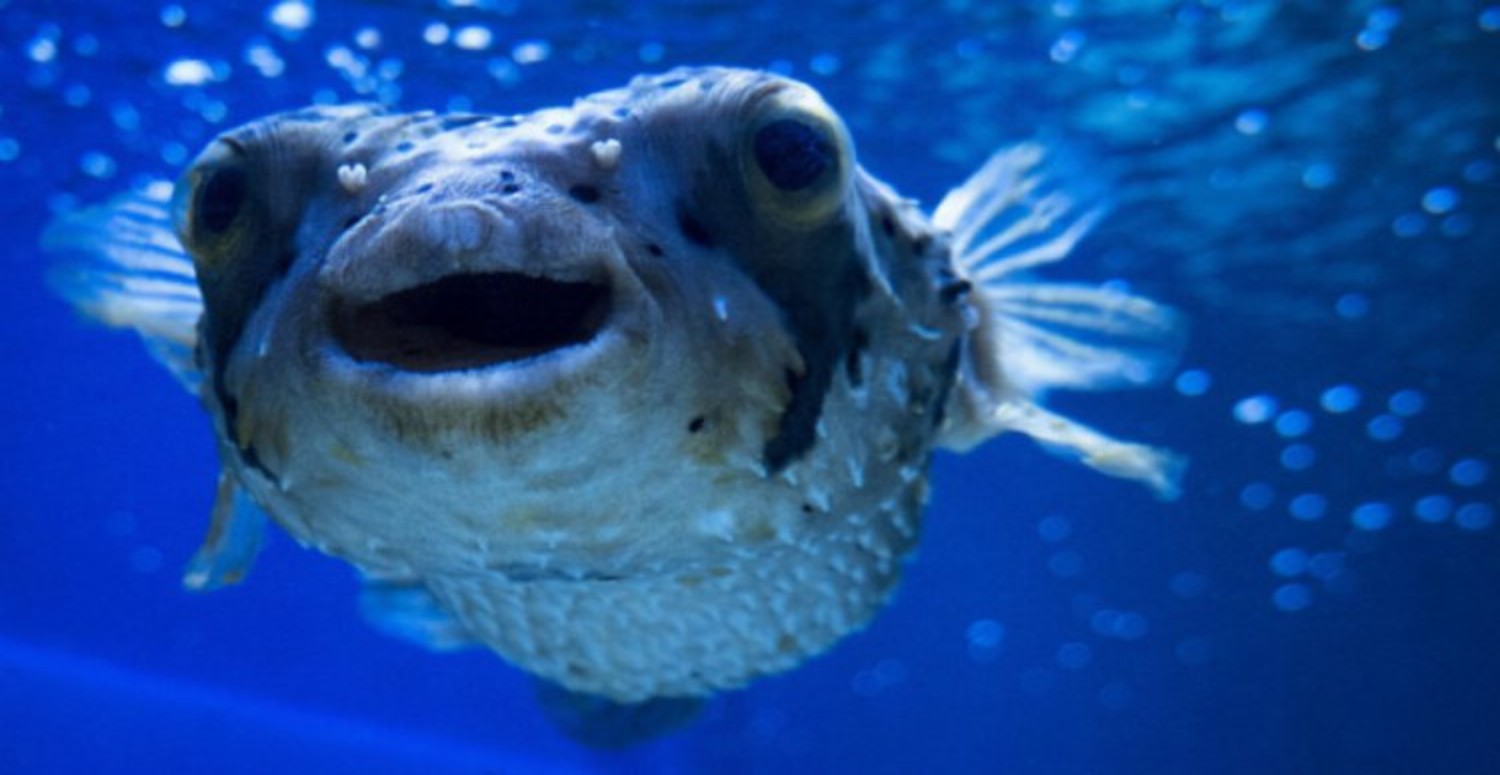 balon balığı avlamak