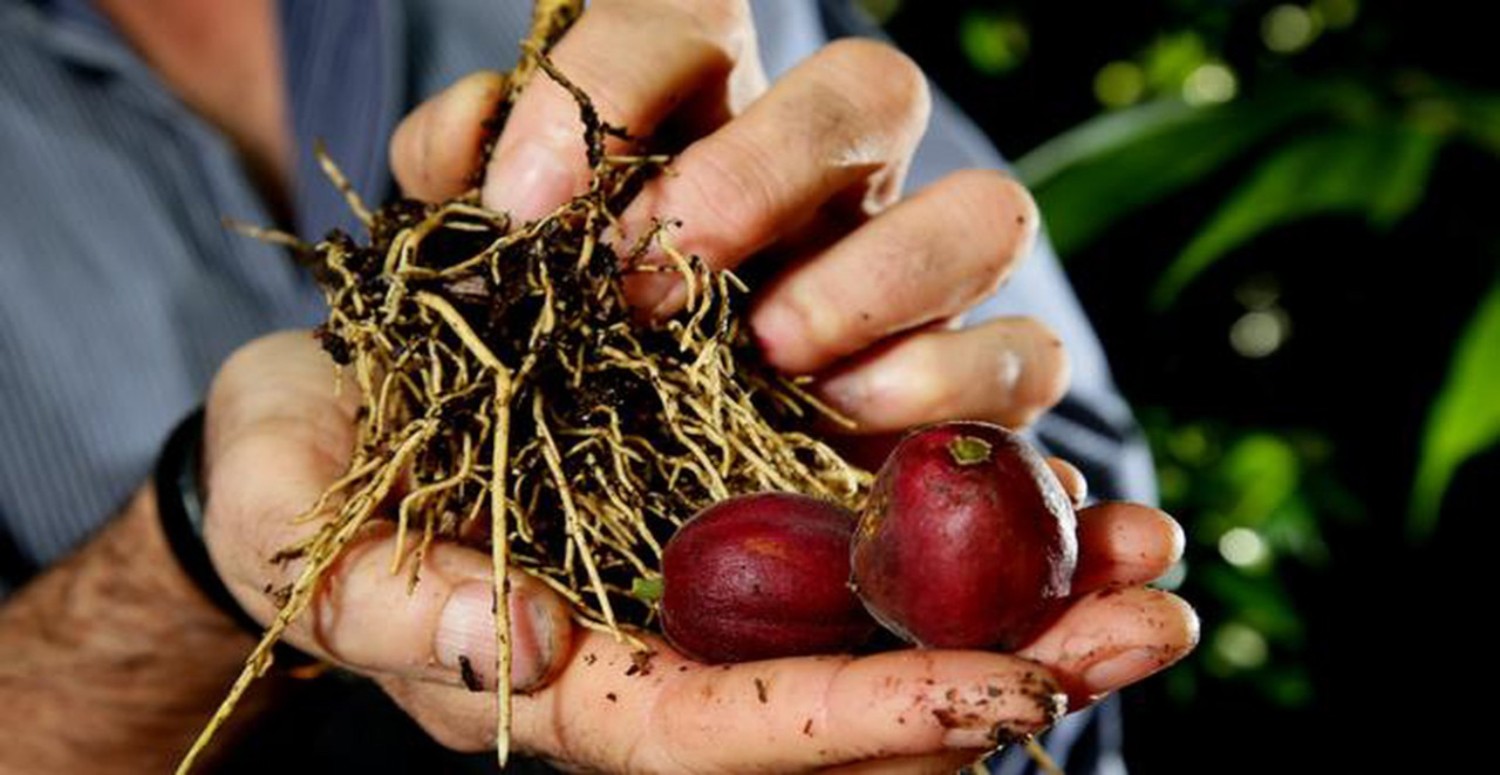 blushwood kansere faydası