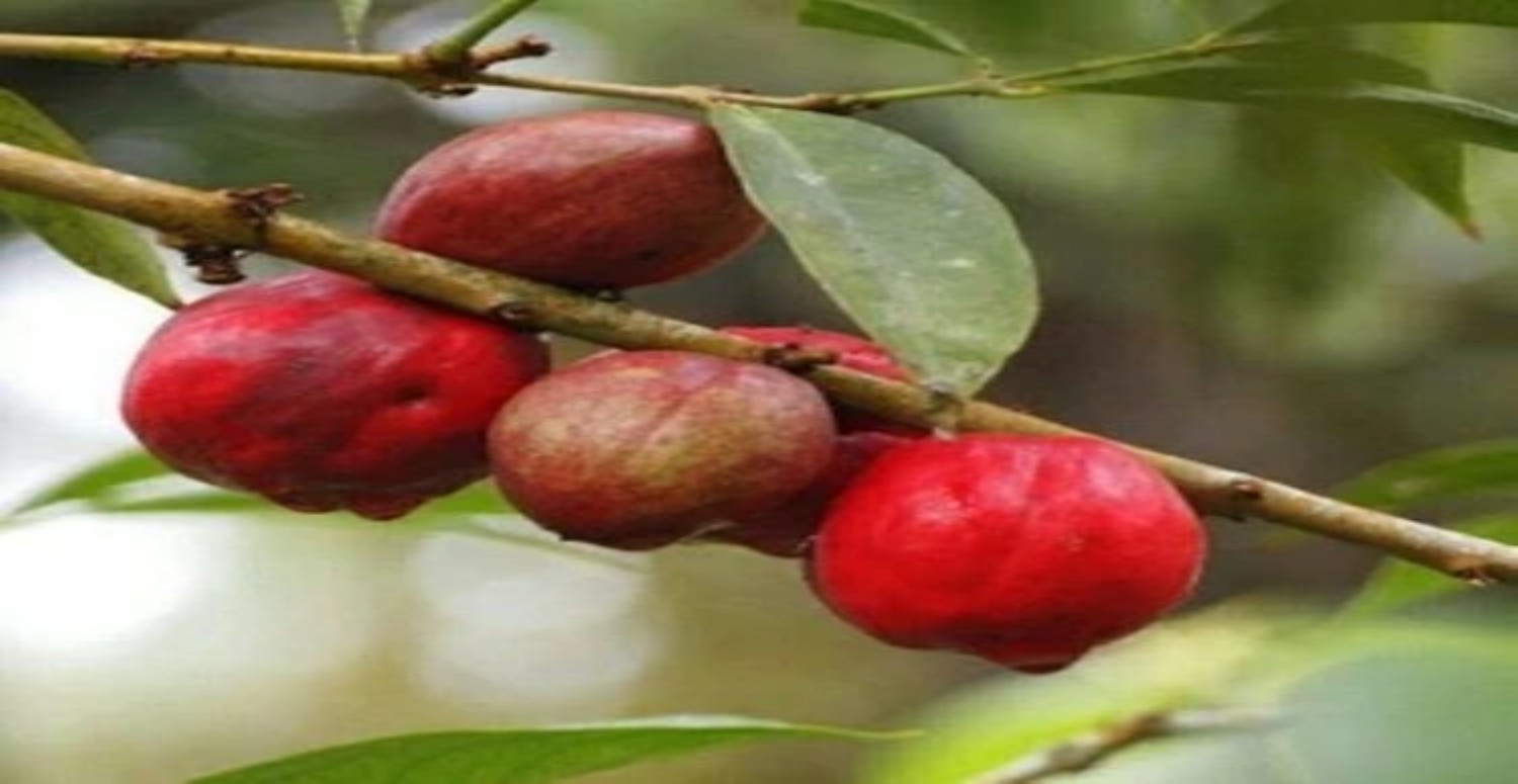 blushwood nerde yetişir