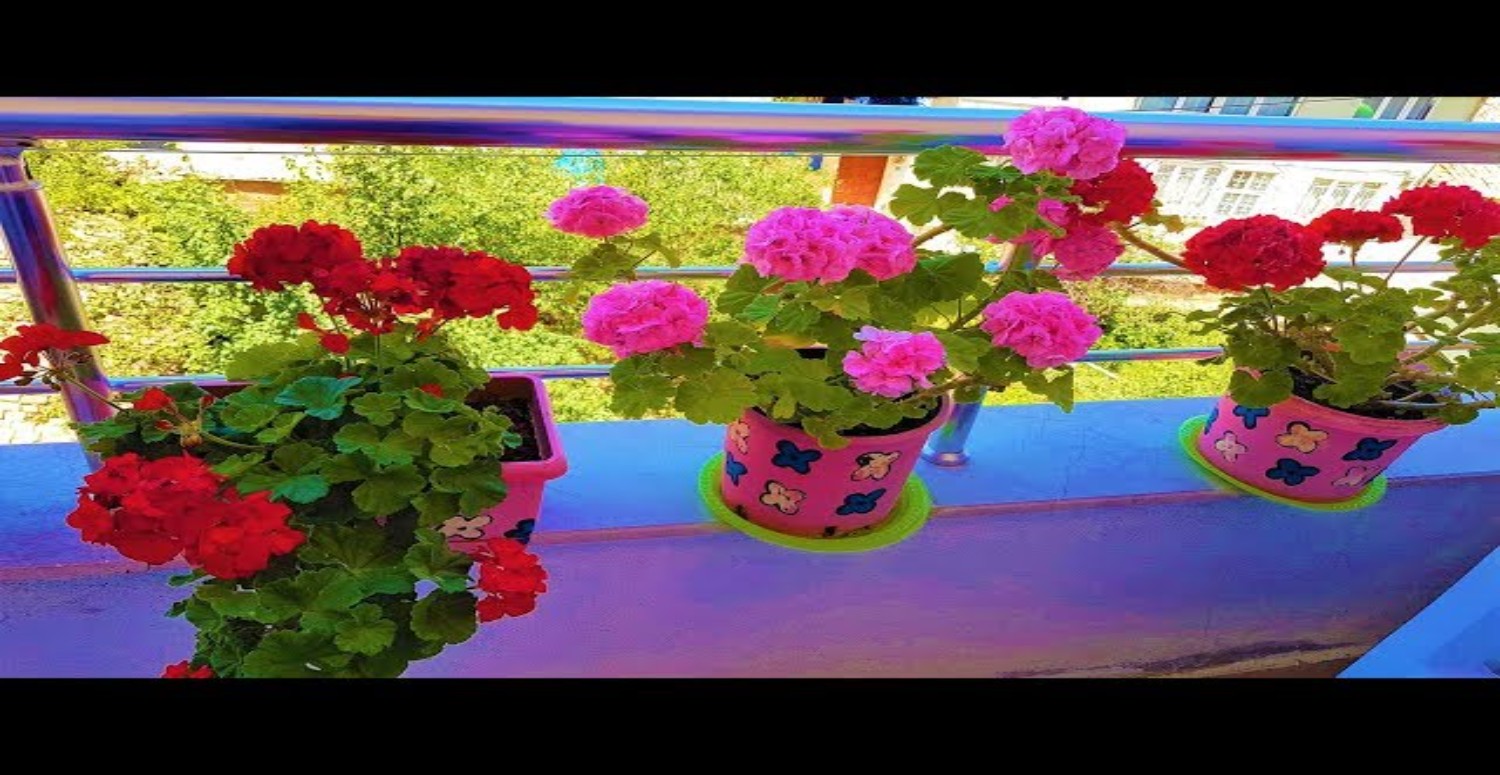 çiçek gürleştirme