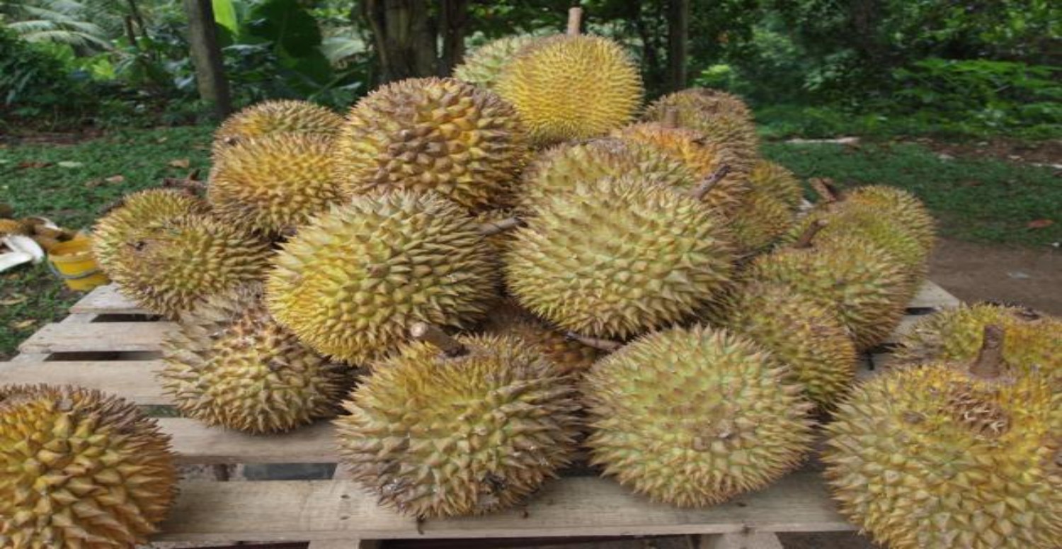 durian meyvesi