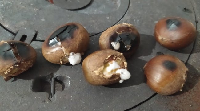 Dikkat! Çin Kestanesi sağlığınızı tehdit ediyor