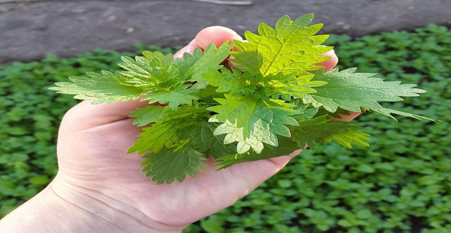 ISIRGAN OTUNUN FAYDALARI