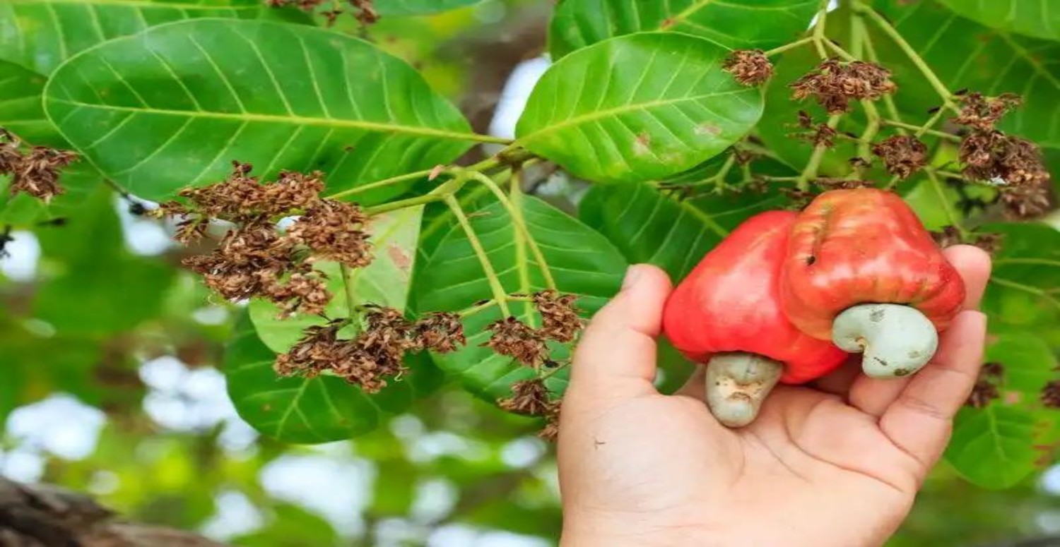 KAJU NASIL TÜKETİLİR