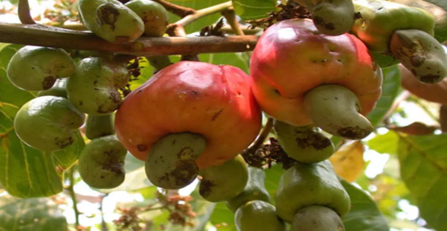 KAJUNUN SAĞLIĞA ETKİSİ