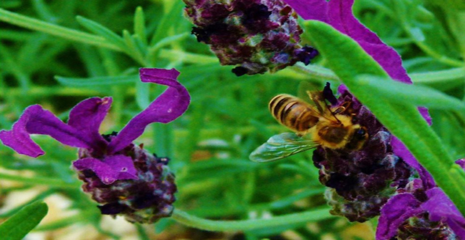 KARABAŞ BALI FAYDALARI