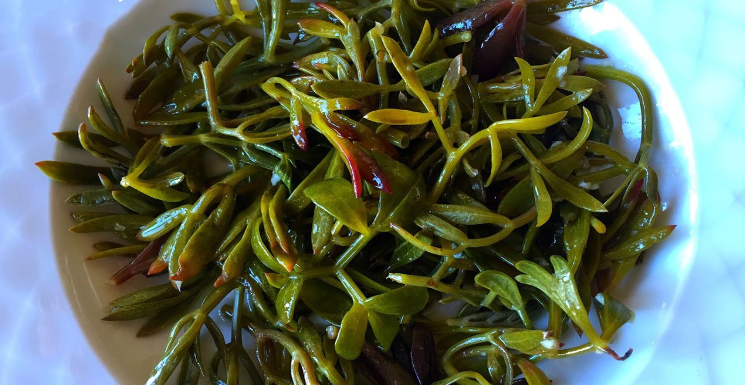 KAYA KORUĞU TURŞUSU