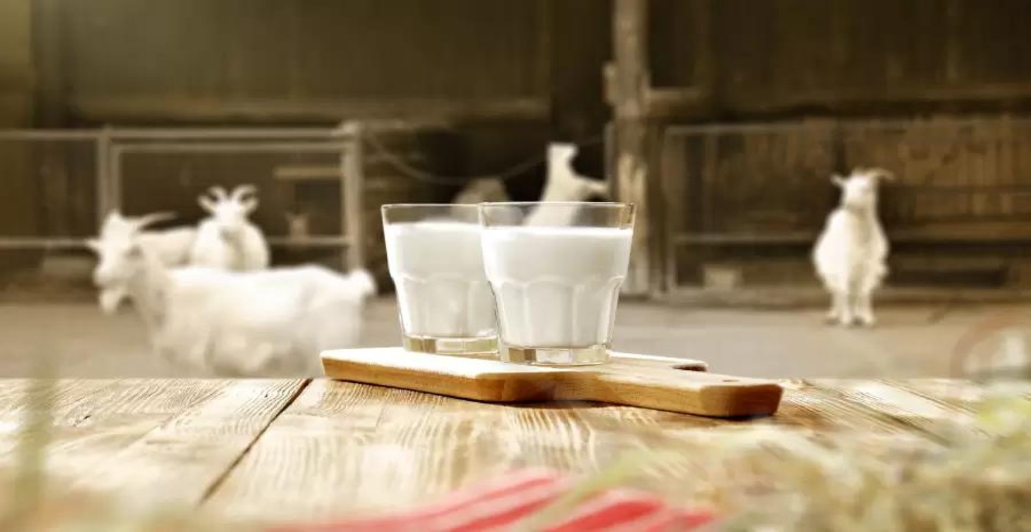 keçi sütünün faydaları