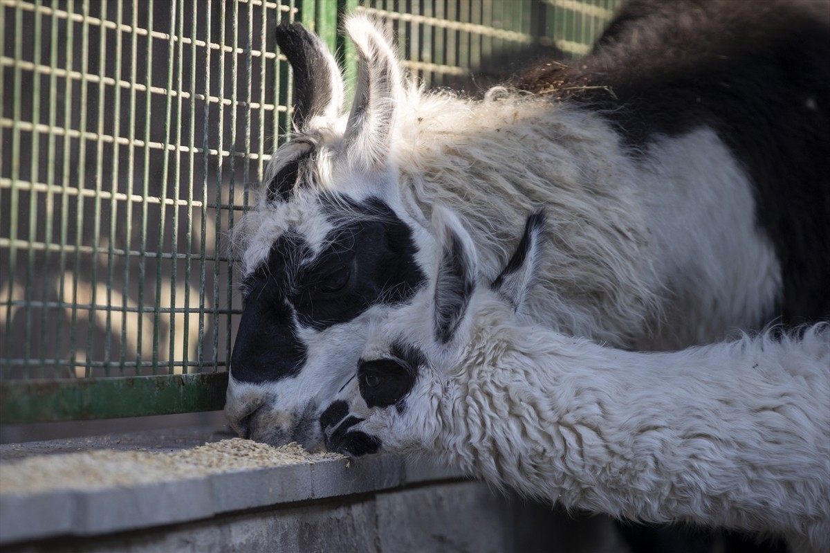 keçiören evcil hayvanlar parkı