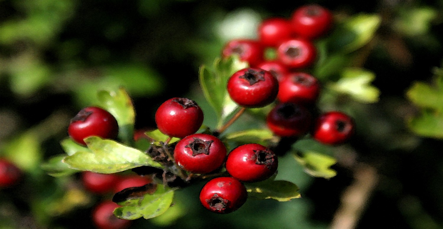 KIZILCIĞIN YARARLARI