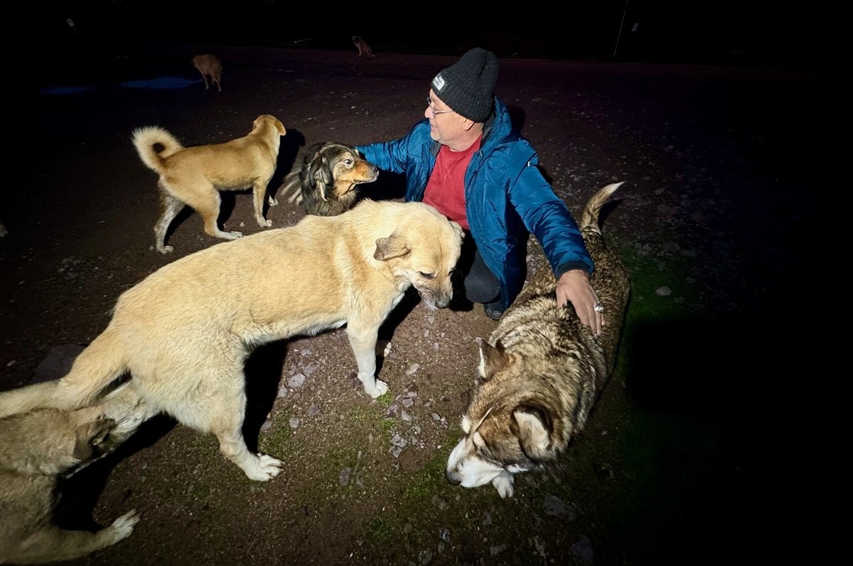 kocaeli sokak hayvanları