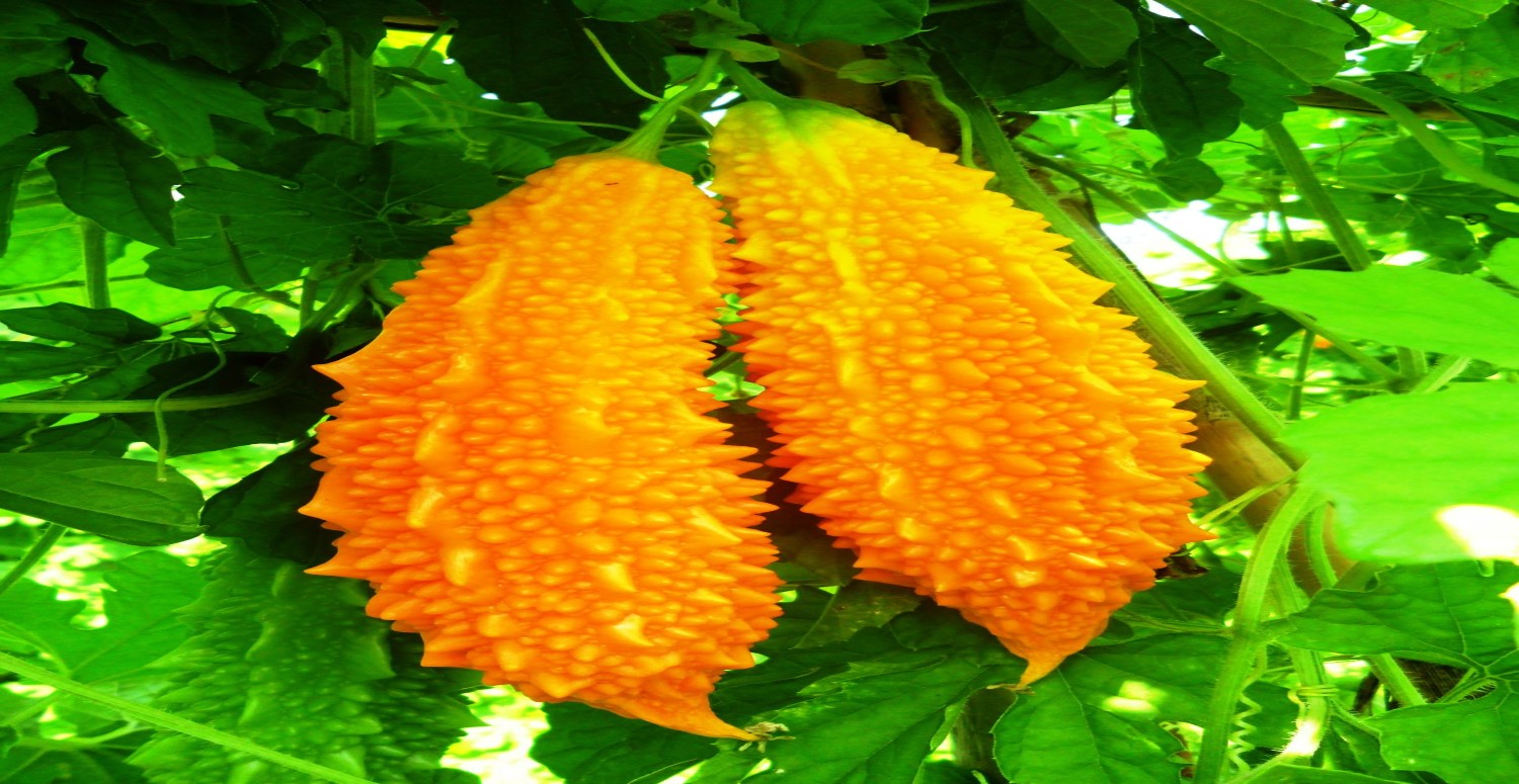 kudret narı faydaları