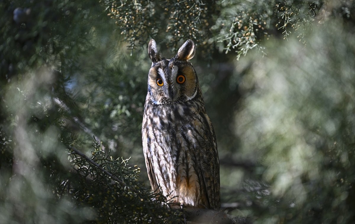 kulaklı orman baykuşu