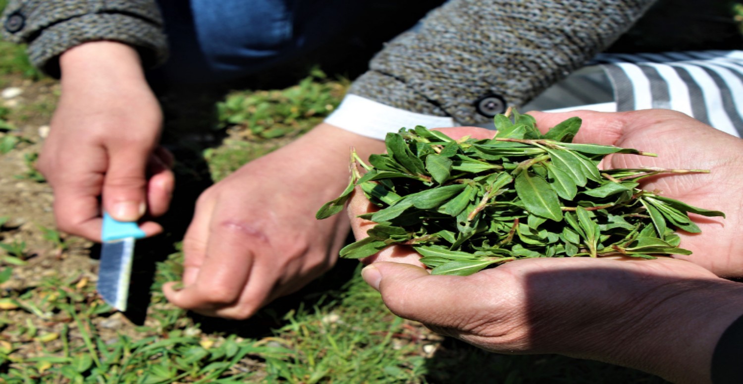 madımak otu nasıl toplanır