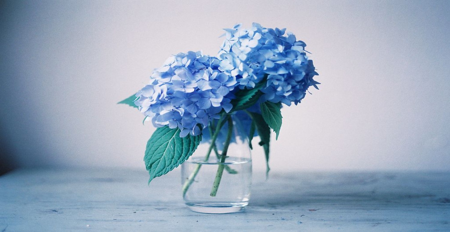 mine çiçeği yararları