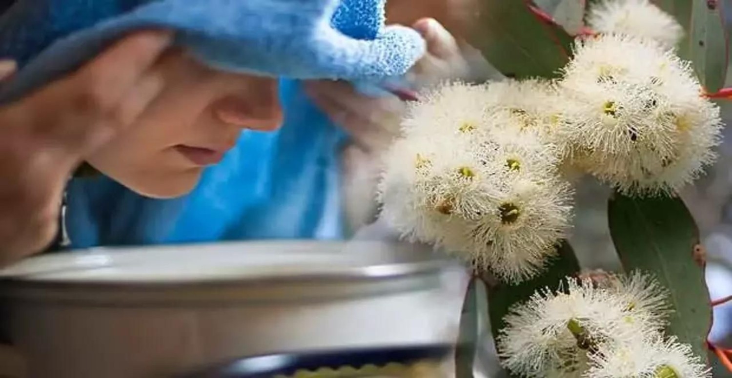 okaliptusun horlamaya etkisi