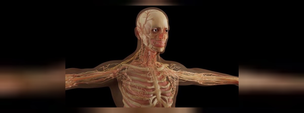 organ yaşlanmasına öneriler