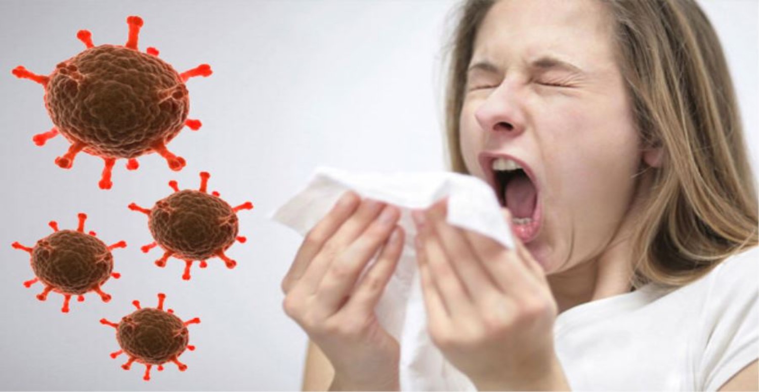 paçavra hastalığının bulaşması