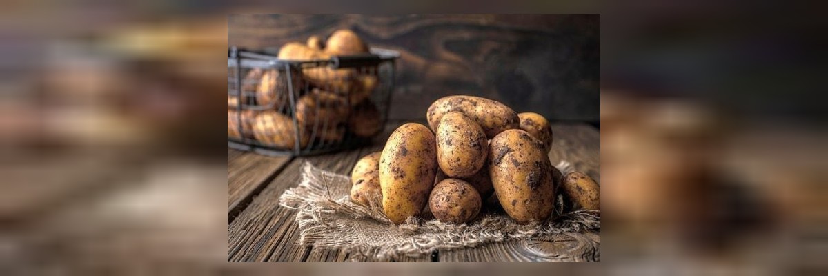 patates filizlenmesi